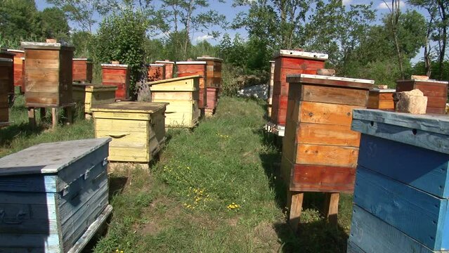 Sunny morning, apiary in the village, bees bring pollen to the hives and fly back again