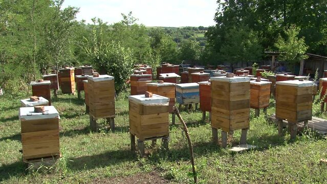 Sunny morning, apiary in the village, bees bring pollen to the hives and fly back again