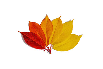 Colorful autumn leaves on transparent background