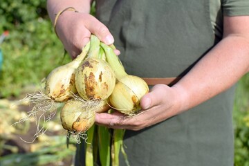 A bunch of onions in the hands of a gardener.  Growing vegetables, harvesting onions.