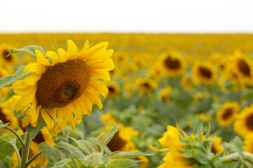 Fototapeta premium Field flower, sunflower, yellow detail highlighted, space for text.