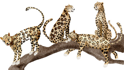 Wild animal, Leopard  watercolor painting