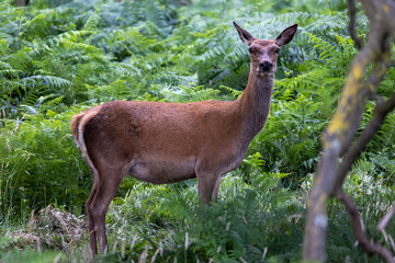 Deer in the Forest