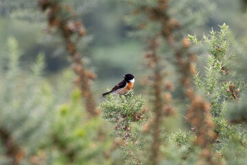 Robin through the Bushes