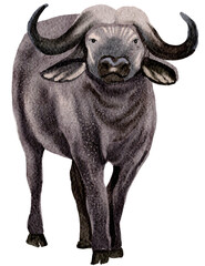 Buffalo watercolor painting