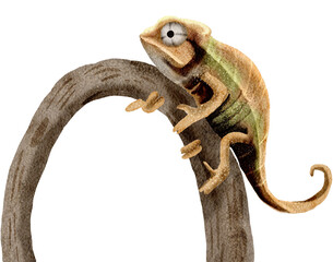 chameleon watercolor painting