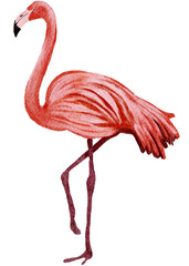 flamingo watercolor painting
