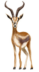 Impala watercolor painting © jenjira
