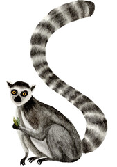 Lemur watercolor painting