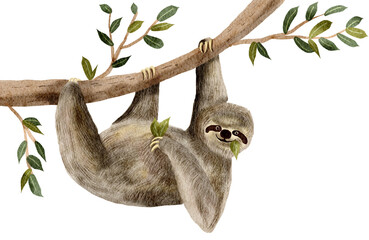 Sloth watercolor painting © jenjira