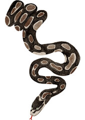 Snake watercolor painting