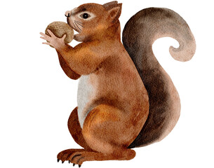 squirrel watercolor painting