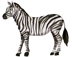 Fototapeta na wymiar Zebra watercolor painting