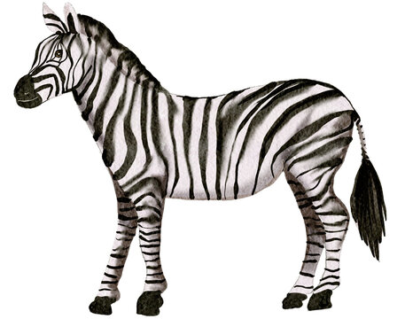 Zebra  watercolor painting
