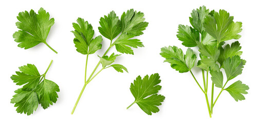 Mediterranean herbs and spices: set of fresh, healthy parsley leaves, twigs, and a small bunch isolated over a transparent background, cooking, food or diet design elements, PNG - 626895124