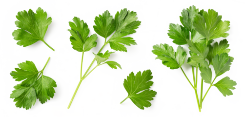 Mediterranean herbs and spices: set of fresh, healthy parsley leaves, twigs, and a small bunch isolated over a transparent background, cooking, food or diet design elements, PNG