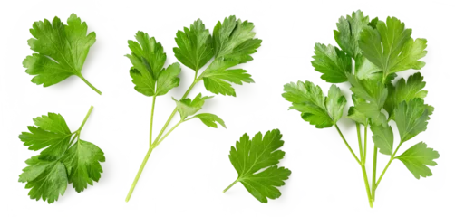 Mediterranean herbs and spices: set of fresh, healthy parsley leaves, twigs, and a small bunch isolated over a transparent background, cooking, food or diet design elements, PNG © Anja Kaiser