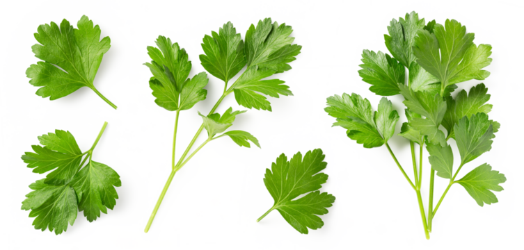 Mediterranean herbs and spices: set of fresh, healthy parsley leaves, twigs, and a small bunch isolated over a transparent background, cooking, food or diet design elements, PNG