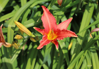 Closeup of a sunlit Orange Daylily bloom, Derbyshire England
