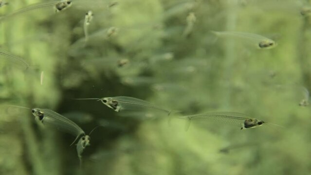 The two-horned Indian glass catfish is a species of freshwater ray-finned fish from the catfish family