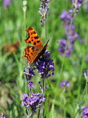 Macro image of a Comma Butterfly perched on Lavender, Derbyshire England
