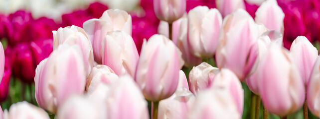 Obraz premium Tulip field. Pink tulips with white stripe close-up. Growing flowers in spring.