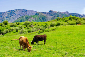 Fototapeta na wymiar 阿蘇カルデラとあか牛の放牧風景