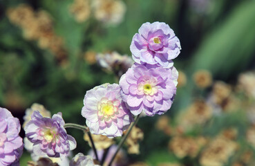 Pale purple Himalayan Cranesbill flowers, Derbyshire England