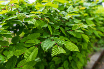 Fresh green leaves in a roadside flower bed. Tranquility in St. Wolfgang: Serene Townscape and Mesmerizing Views.