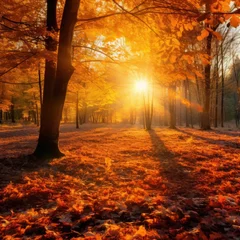 Foto op Canvas Autumn forest nature. Scenery of nature with sunlight. © Simona