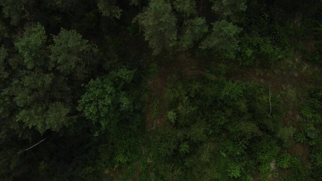 forest path from a bird's perspective