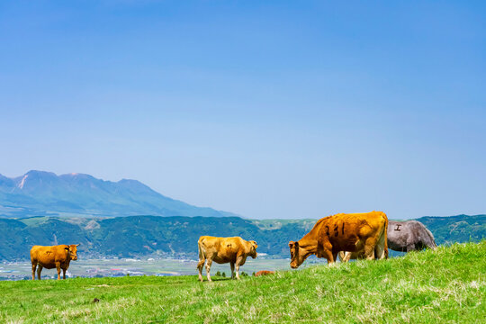 阿蘇カルデラとあか牛の放牧風景