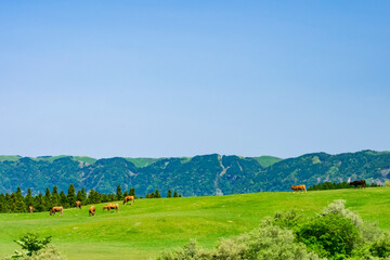阿蘇カルデラとあか牛の放牧風景