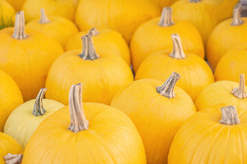 A lot of ripe yellow pumpkins are located on the field. Autumn vibes. Yellow background.