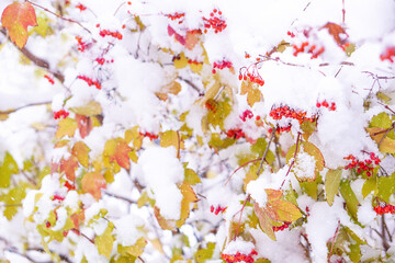 Rowan tree covered with first snow. Rowan berries on the tree branches with green leaves.