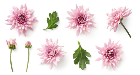 set / collection of delicate pink chrysanthemum flowers, buds and leaves isolated over a transparent background, cut-out floral garden or seasonal summer design elements, top view / flat lay - obrazy, fototapety, plakaty