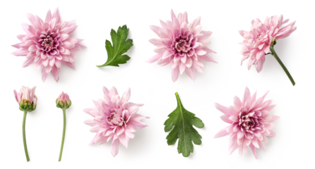 set / collection of delicate pink chrysanthemum flowers, buds and leaves isolated over a transparent background, cut-out floral garden or seasonal summer design elements, top view / flat lay