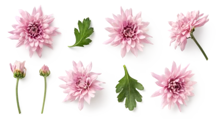 Photo sur Plexiglas Jardin set / collection of delicate pink chrysanthemum flowers, buds and leaves isolated over a transparent background, cut-out floral garden or seasonal summer design elements, top view / flat lay