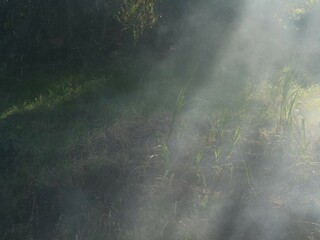 Straw burning after harvesting at the rice field, smoky fields, burning residue disturbs the cleanliness of the air