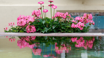 pink flowers at the fontain