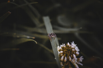 The jumping spider