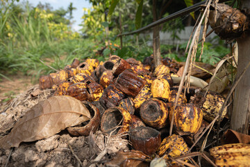 Using cocoa pods as a plant pot and fertilizer with water sprinkler hose.