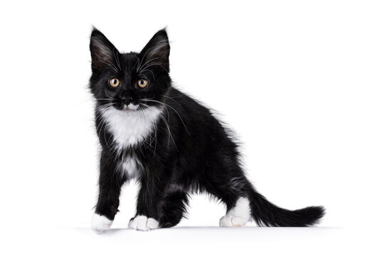 Adorable black with white tuxedo Maine Coon cat kitten, walking side wats Looking beside camera. Isolated on a white background.