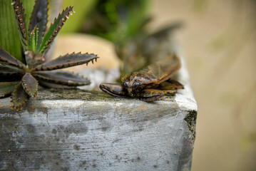 Lethocerus deyrollei, giant cockroach, water cockroach, giant insect, Lethocerus patruelis, Lethocerus, cockroach on white background, side view, giant water bug, cockroach, entomology , water bug