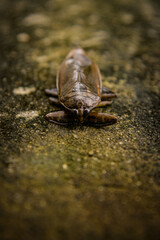 Lethocerus deyrollei, giant cockroach, water cockroach, giant insect, Lethocerus patruelis, Lethocerus, cockroach on white background, side view, giant water bug
