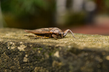 Lethocerus deyrollei, giant cockroach, water cockroach, giant insect, Lethocerus patruelis, Lethocerus, cockroach on white background, side view, giant water bug, cockroach, entomology