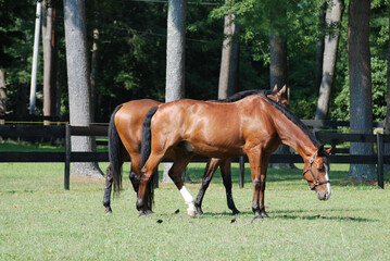 Obraz premium Lovely Pair of Twin Grazing Horses in a Pasture