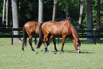 Gorgeous Pair of Warmblood Horses Grazing in Pasture