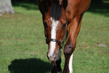 Wandering Bay Horse in a Large Pasture