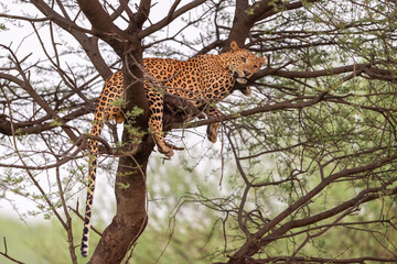 indian wild huge and large male leopard or panther or panthera pardus resting on tree trunk or...